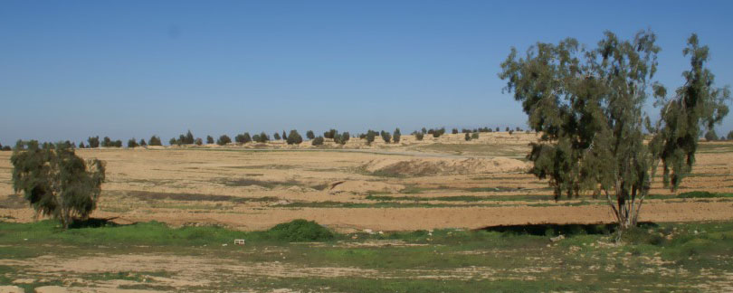 View from Bedouin village of Al-Araqeeb, JNF trees on the horizon.