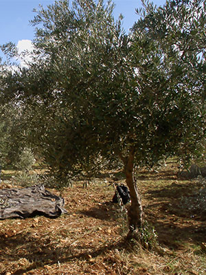 Photo: Olive tree